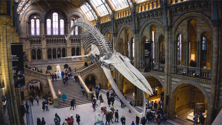 dinosaur in museum